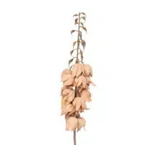 Cloche de Yucca Fleur Artificielle Brun