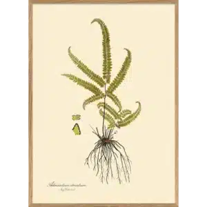 Affiche Encadrée Adriantum Striatum