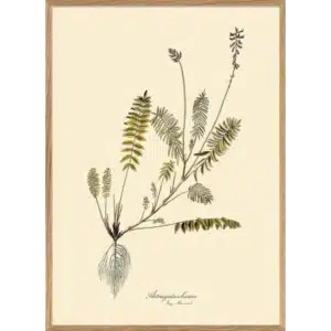 Affiche Encadrée Astragalus Hians