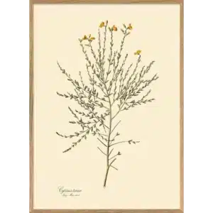 Affiche Encadrée Cytisus Tener