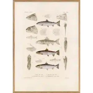 Affiche Encadrée Fiske XVIII