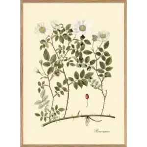 Affiche Encadrée Rosa Repens