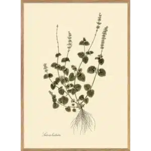 Affiche Encadrée Salvia Bullata