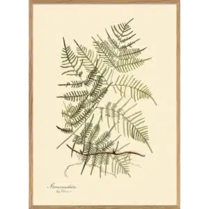 Affiche Encadrée Steris Caudata